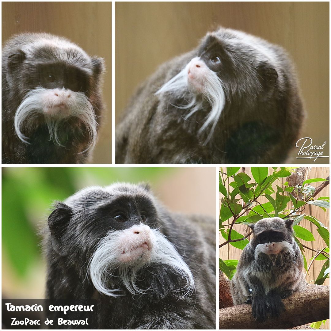 09112423_beauval_-_tamarin_empereur_01_-_layout_09_1080x1080.jpg