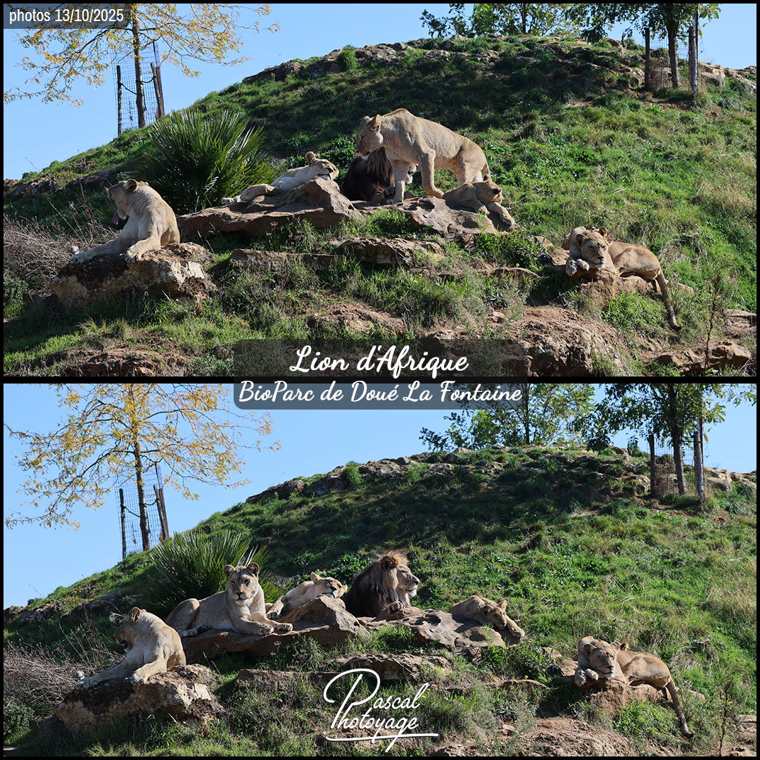 09344881_lion_d'afrique_01_-_bioparc_de_doue_la_fontaine_-_layout_52.jpg