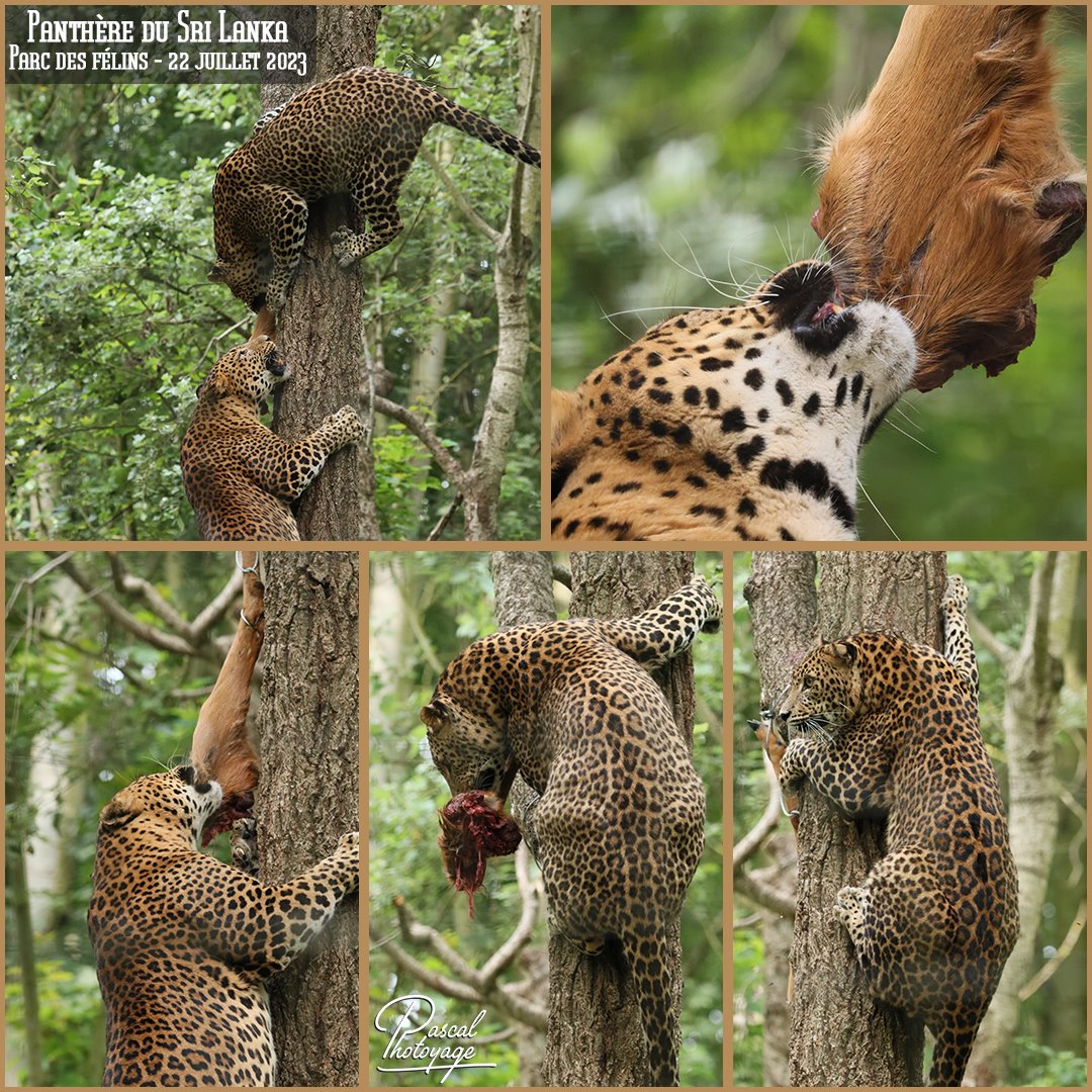 10251044_parc_des_felins_-_panthre_du_sri_lanka_01_-_layout_21.jpg