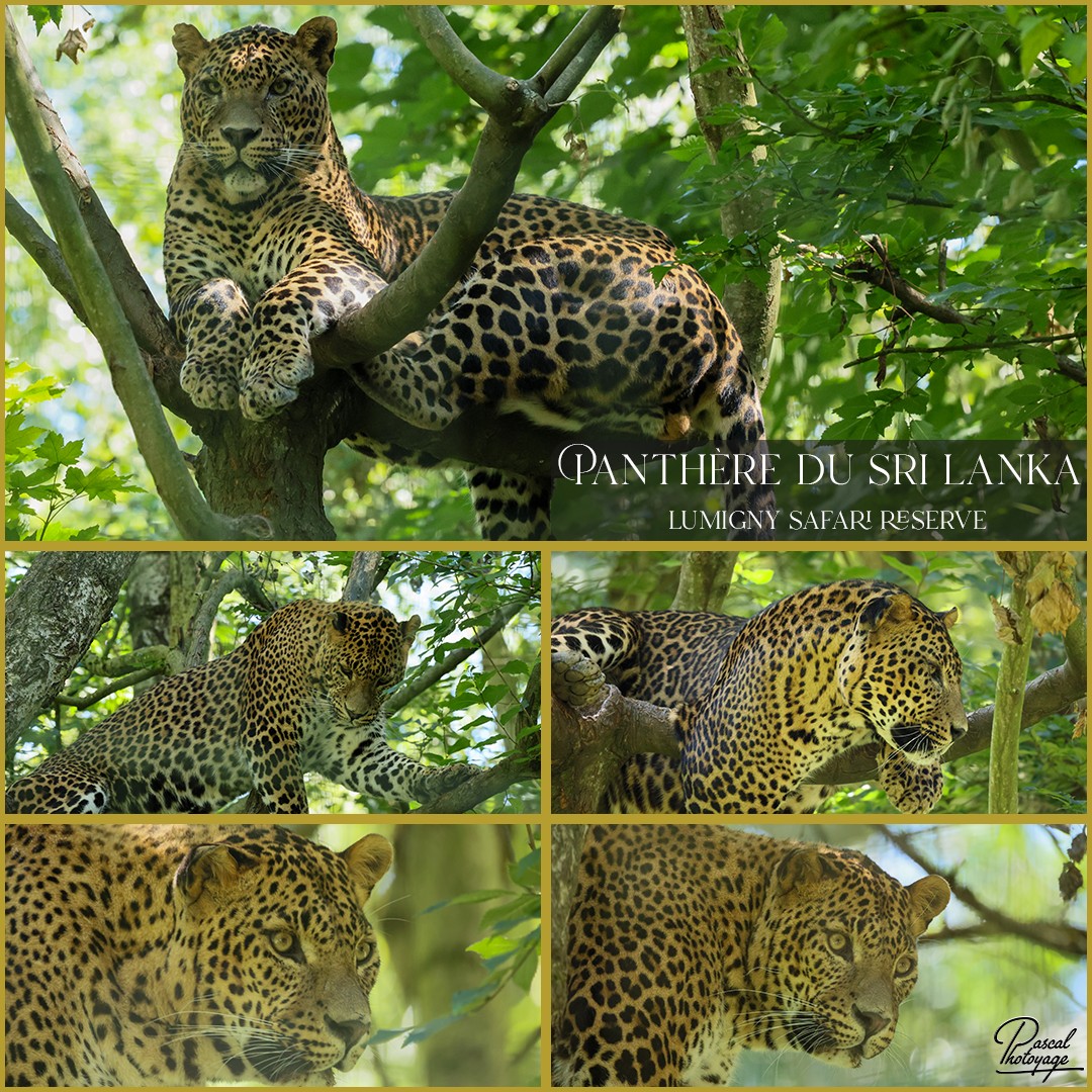 10622102_panthere_du_sri_lanka_01_-_lumigny_safari_reserve_-_layout_56_1080x1080.jpg