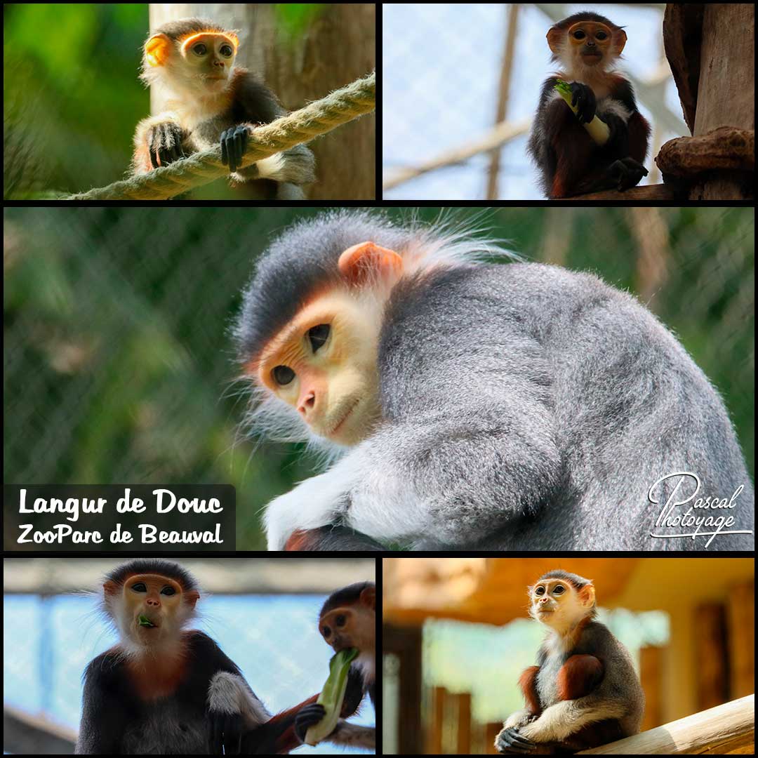 10655535_langur_de_douc_01-_zooparc_de_beauval_-_layout_15_1080x1080.jpg
