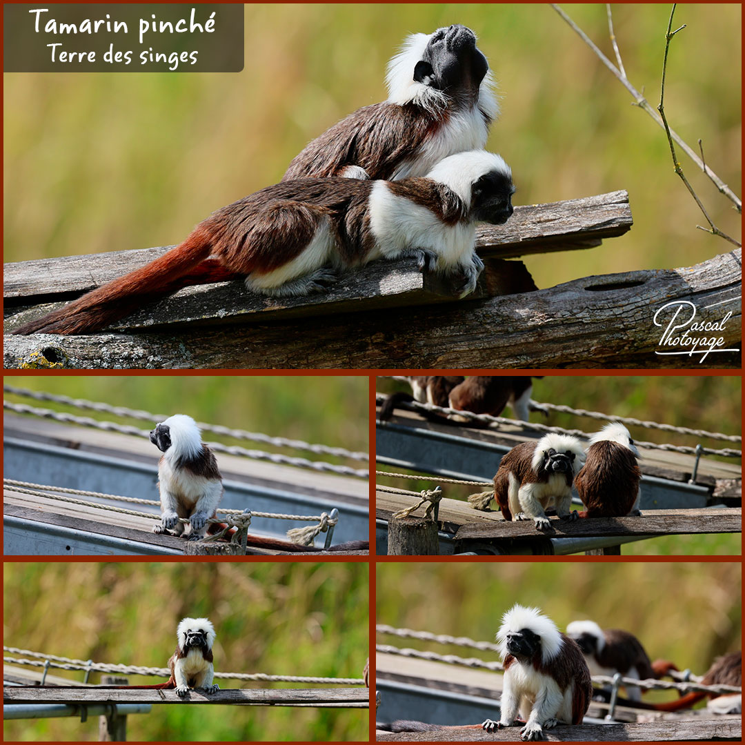 11559519_tamarin_pinche_01_-_terre_des_singes_-_layout_56_1080x1080.jpg