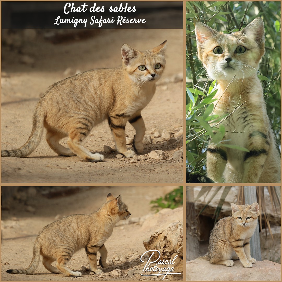 13647888_chat_des_sable_01_-_lumigny_safari_reserve_-_layout_04_1080x1080.jpg