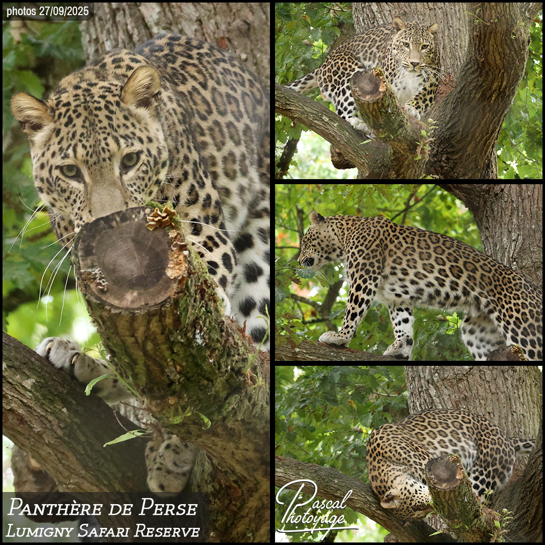 14471236_panthere_de_perse_01_-_lumigny_safari_reserve_-_layout_67_1080x1080.jpg