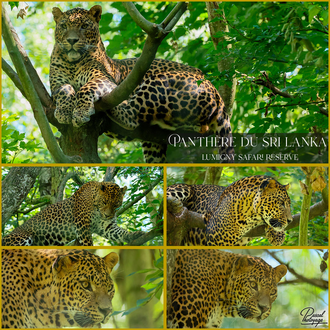 15789947_panthere_du_sri_lanka_01_-_lumigny_safari_reserve_-_layout_56.jpg