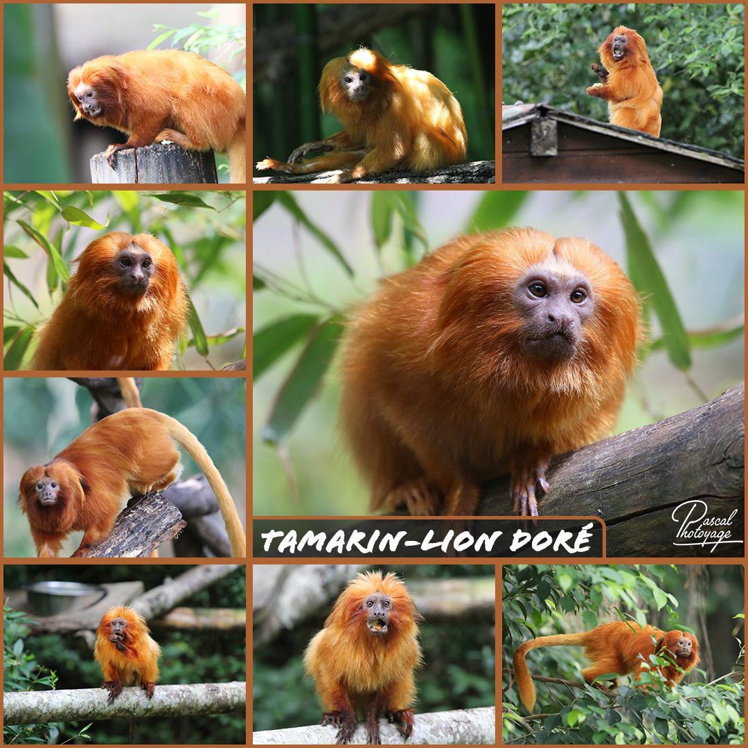 16222903_tamarin-lion_dore_01_-_layout_47_1080x1080.jpg