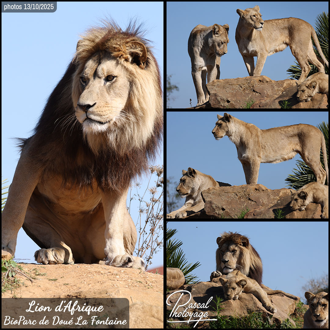 16511302_lion_d'afrique_01_-_bioparc_de_doue_la_fontaine_-_layout_67.jpg
