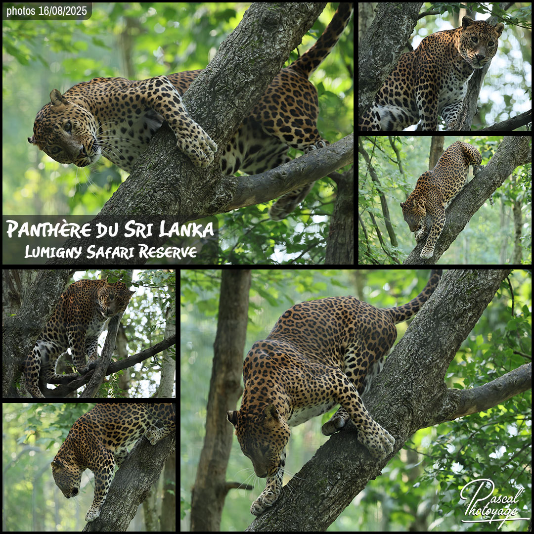 16761800_panthere_du_sri_lanka_01_-_lumigny_safari_reserve_-_layout_27.jpg
