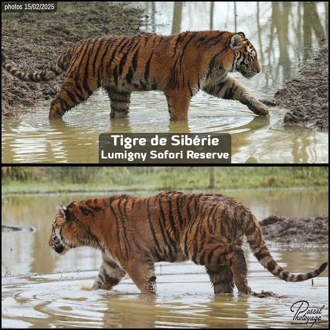 17900468_tigre_de_siberie_01_-_lumigny_safari_reserve_-_layout_52_1080x1080.jpg