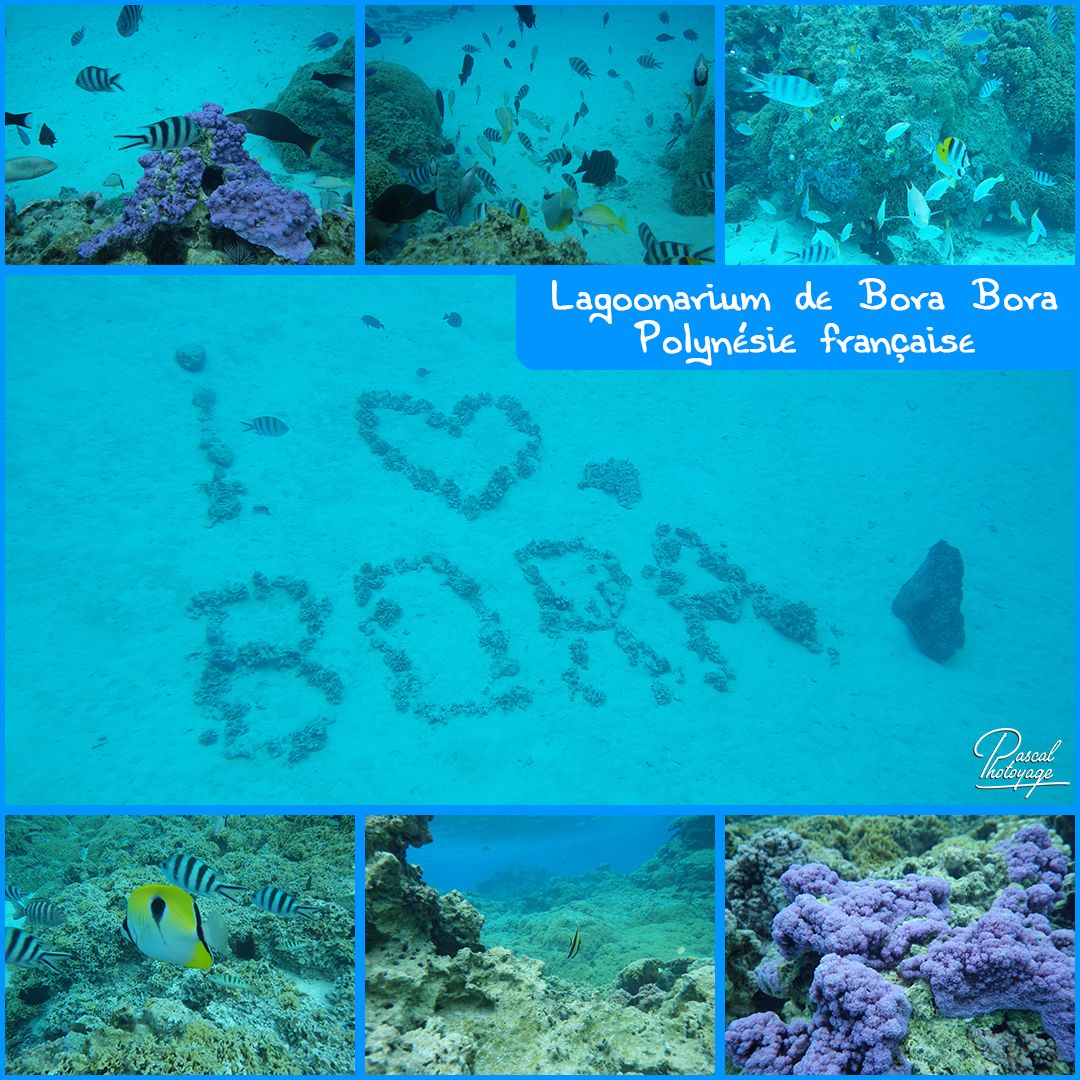 18424936_lagoonarium_bora_bora_01_-_layout_32.jpg