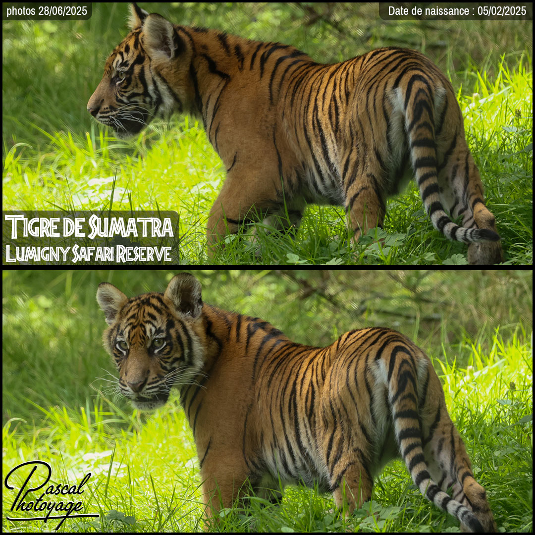 18939268_tigre_de_sumatra_01_-_lumigny_safari_reserve_-_layout_52_1080x1080.jpg