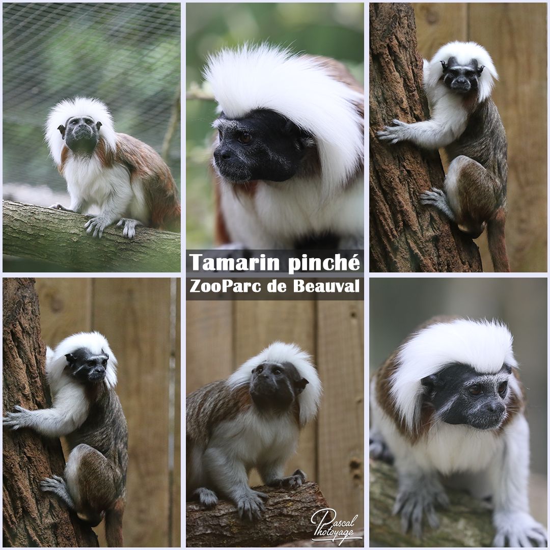 19509357_beauval_-_tamarin_pinche_01_-_layout_25_1080x1080.jpg