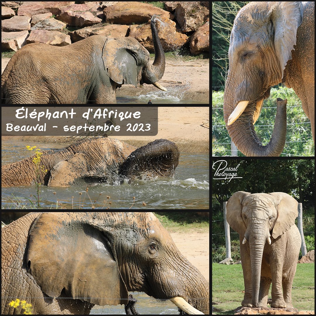 20188876_elephant_d_afrique_01_-_layout_19_1080x1080.jpg