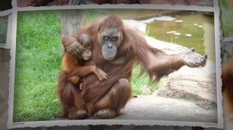 Zoo de La Boissière du Doré - Diaporama des Orangs-outans