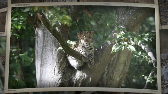 Les panthères de Chine du Nord du ZooSafari de Thoiry