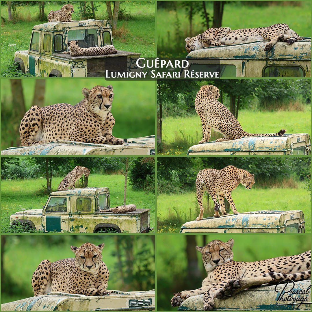 21286869_guepard_01_-_lumigny_safari_reserve_-_layout_54_1080x1080.jpg