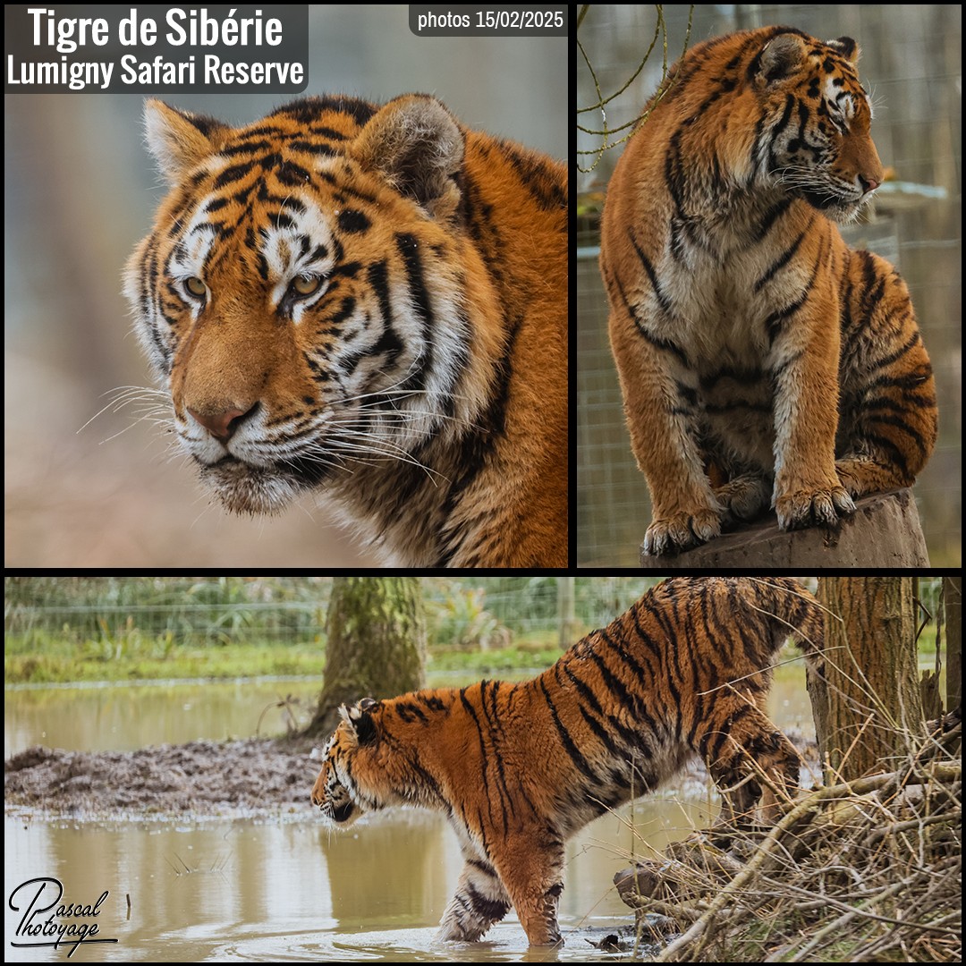 21495760_tigre_de_siberie_01_-_lumigny_safari_reserve_-_layout_01_1080x1080.jpg