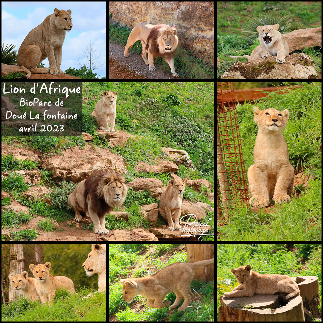 21862971_doue_la_fontaine_-_lion_d_afrique_01_-_layout_36_1080x1080.jpg