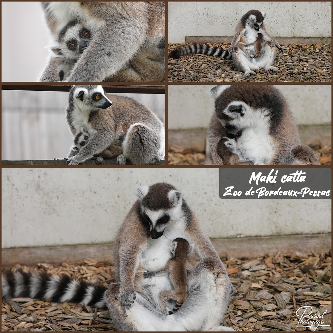 22589334_zoo_de_bordeaux-pessac_-_maki_catta_01_-_layout_55_1080x1080.jpg
