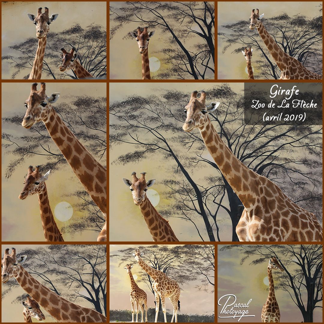 22635413_la_fleche_-_girafe_01_-_layout_35_1080x1080.jpg