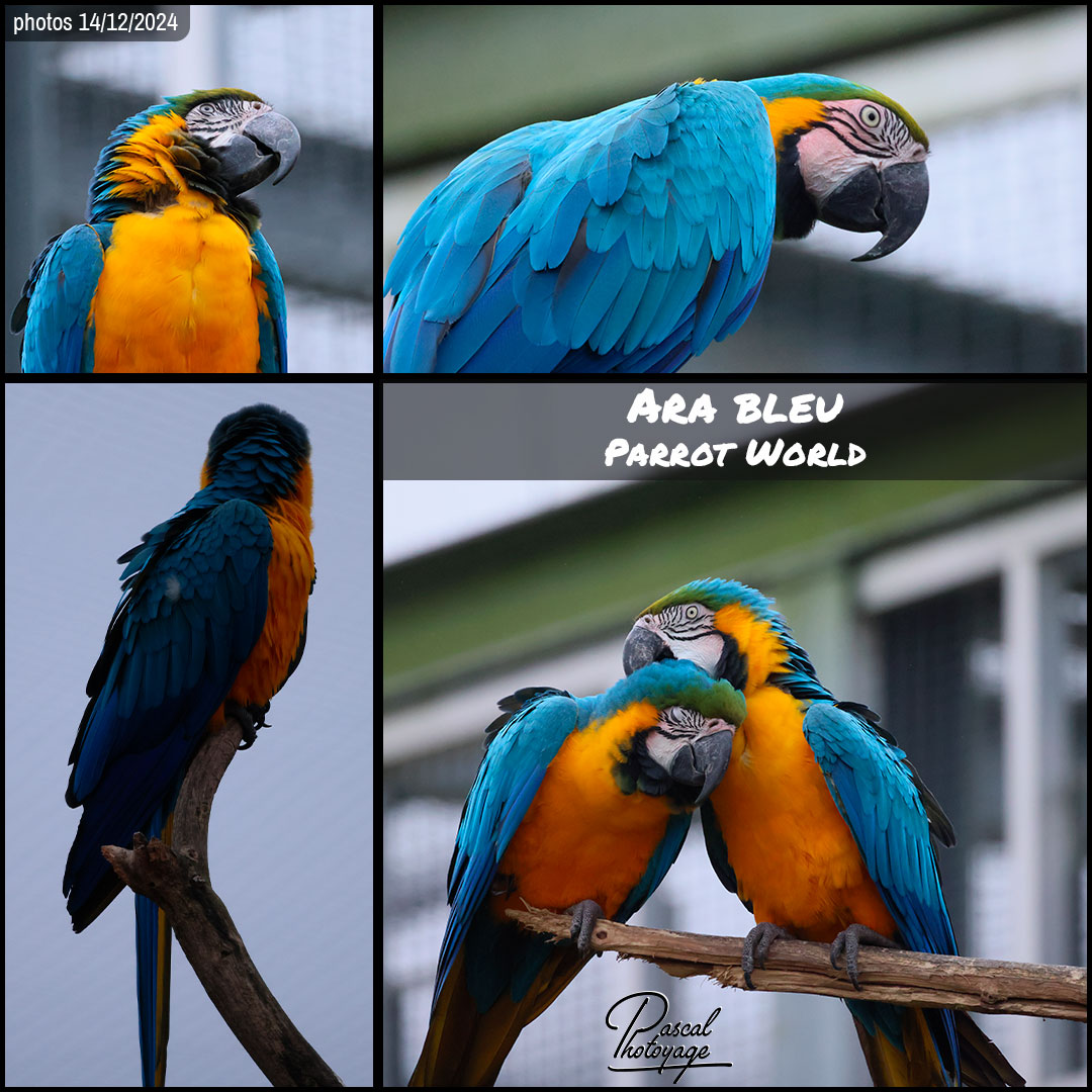 22943160_ara_bleu_01_-_parrot_world_-_layout_05_1080x1080.jpg