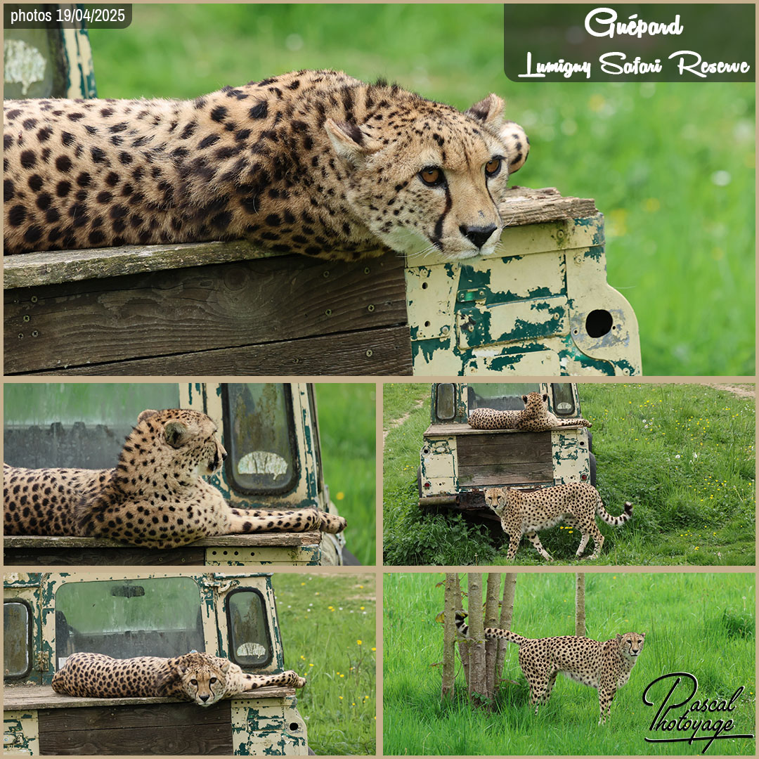 23107172_guepard_01_-_lumigny_safari_reserve_-_layout_56_1080x1080.jpg