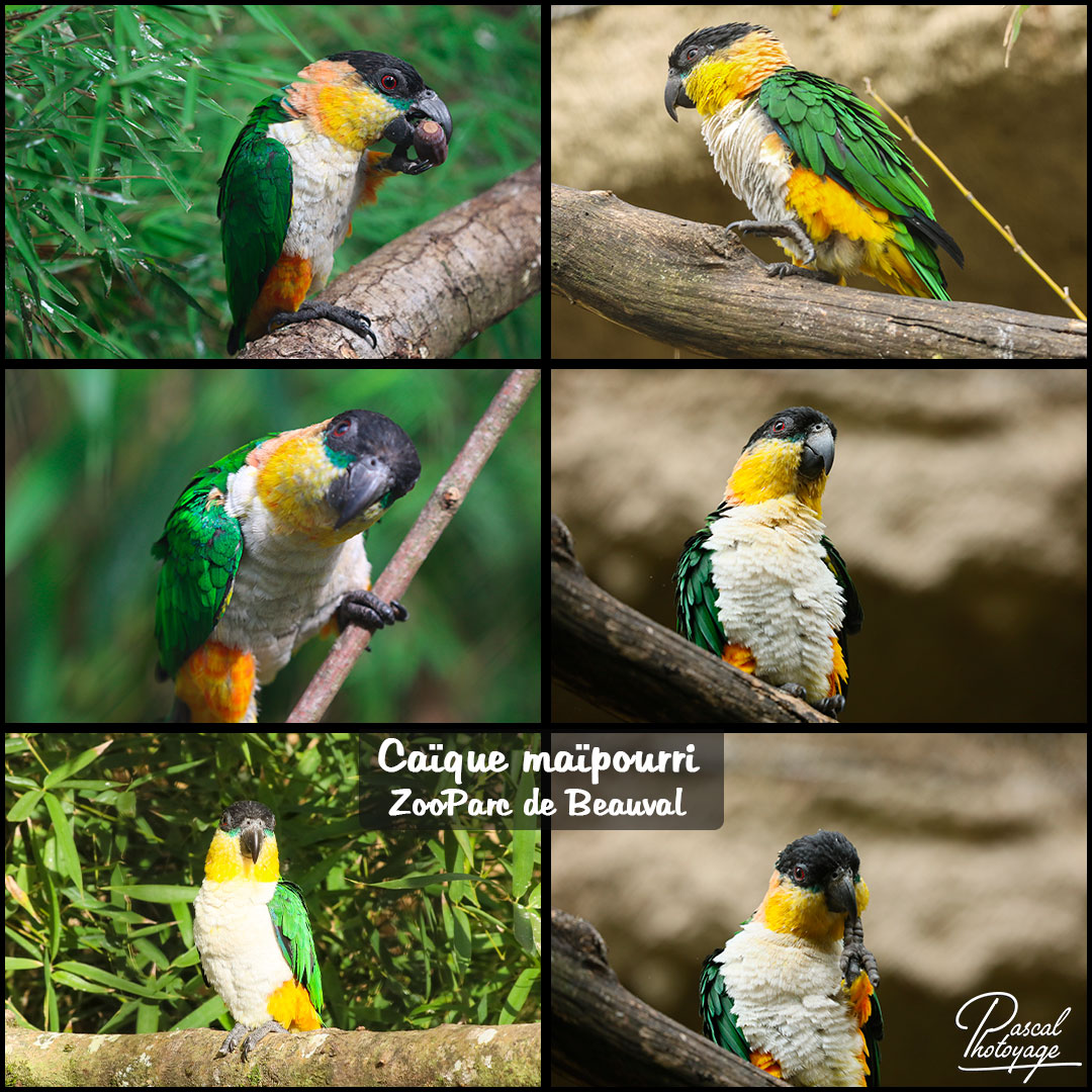 23279406_caique_maipourri_-_zooparc_de_beauval_-_layout_71_1080x1080.jpg