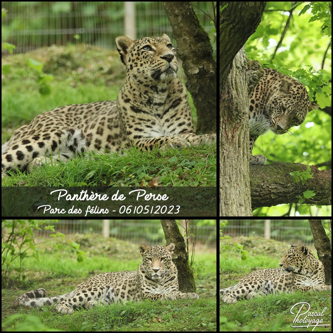 23708623_parc_des_felins_-_panthere_de_perse_01_-_layout_04_1080x1080.jpg