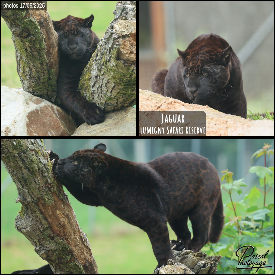 24551124_jaguar_noir_01_-_lumigny_safari_reserve_-_layout_59_1080x1080.jpg
