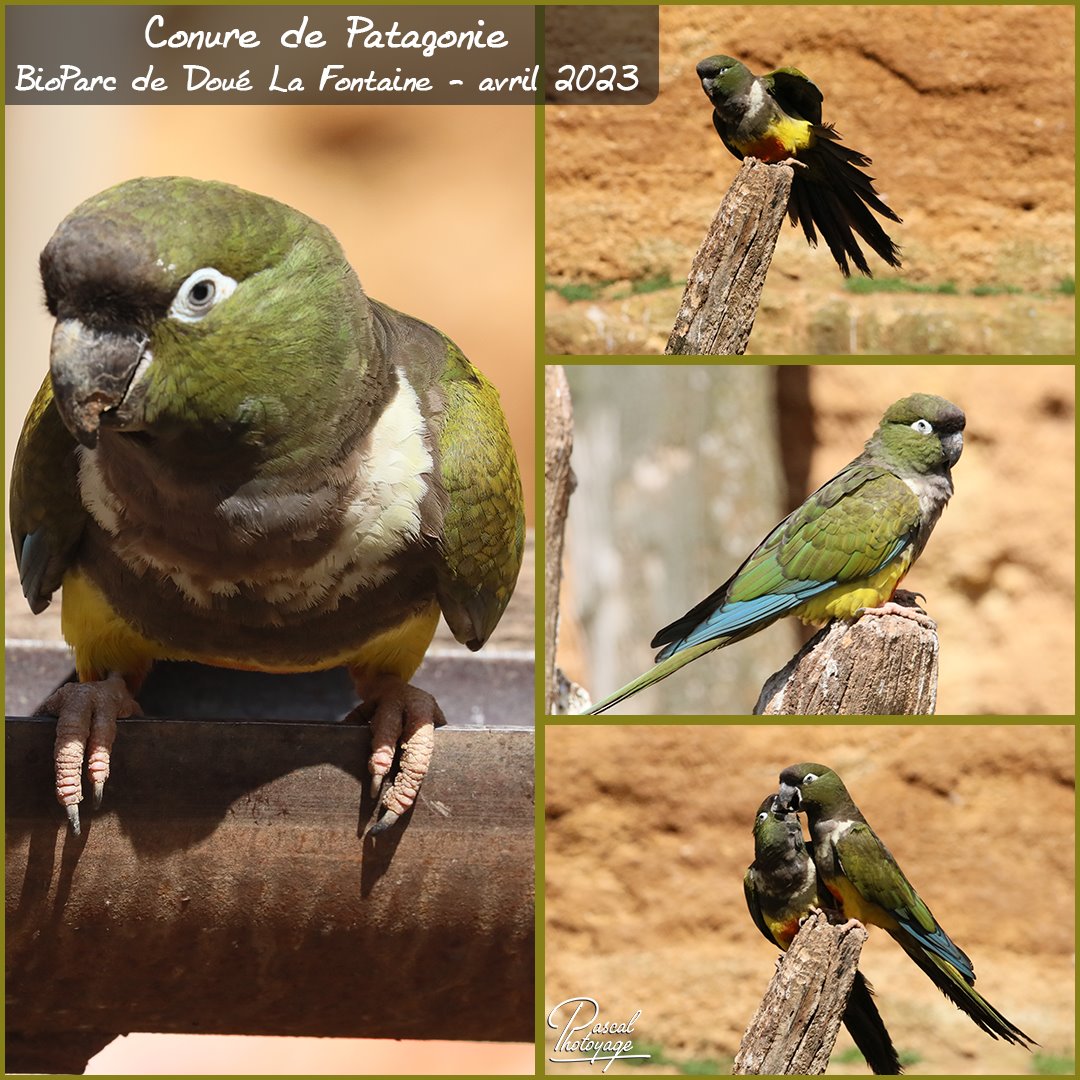 24912419_doue_la_fontaine_-_conure_de_patagonie_01_-_layout_67.jpg