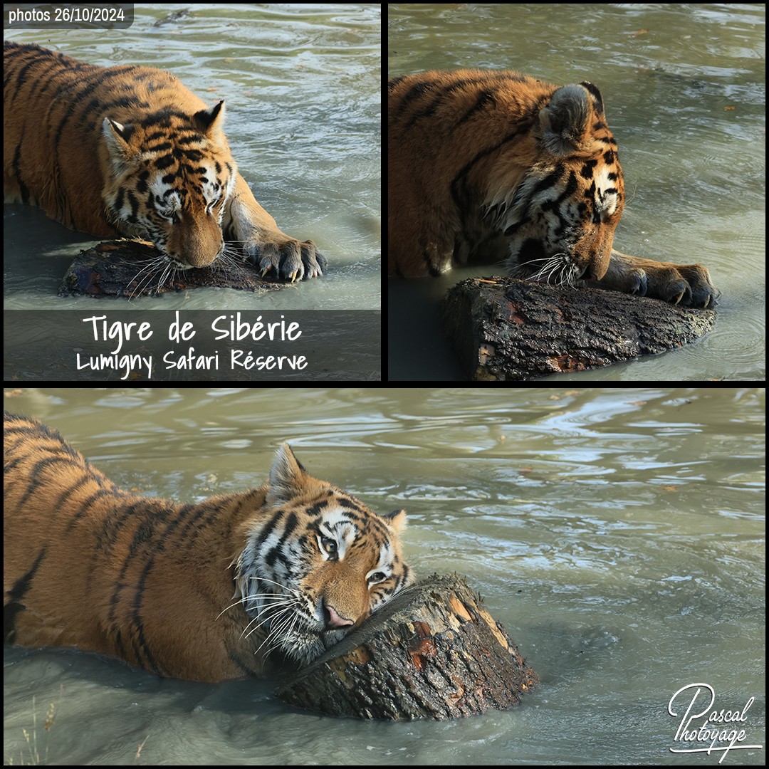 25139158_tigre_de_siberie_01_-_lumigny_safari_reserve_-_layout_72_1080x1080.jpg