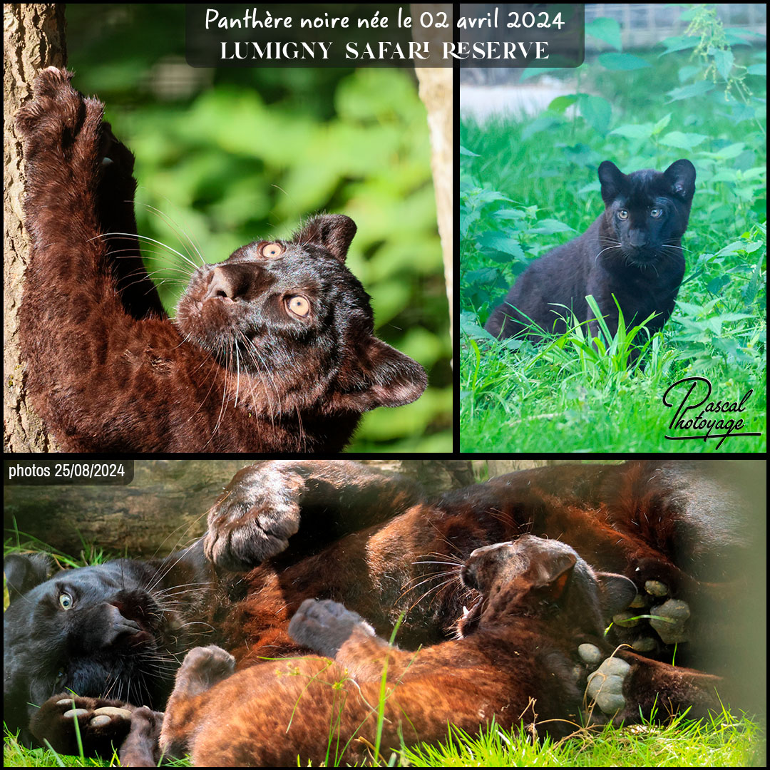 26603100_panthere_noire_01_-_lumigny_safari_reserve_-_layout_01_1080x1080.jpg