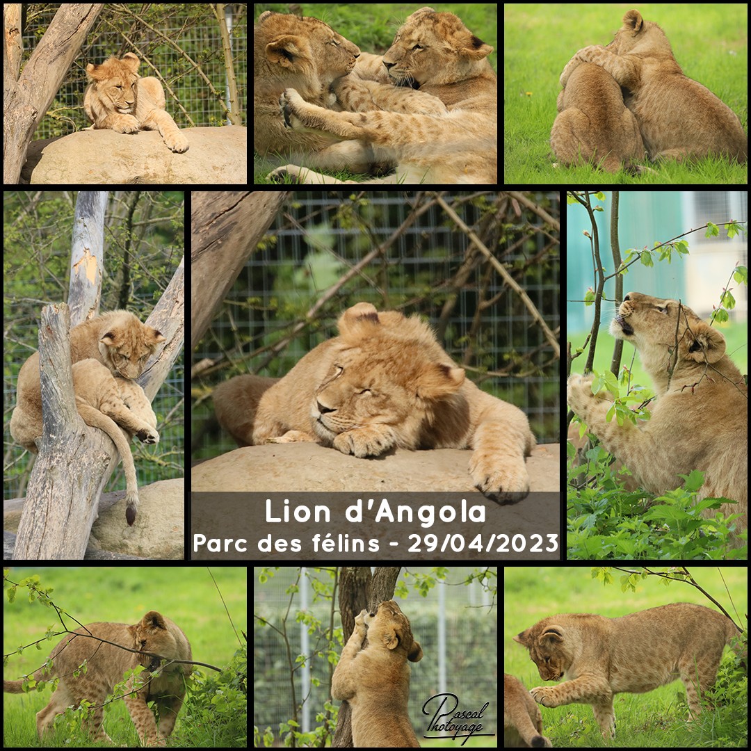 26639927_parc_des_felins_-_lion_d_angola_01_-_layout_70_1080x1080.jpg