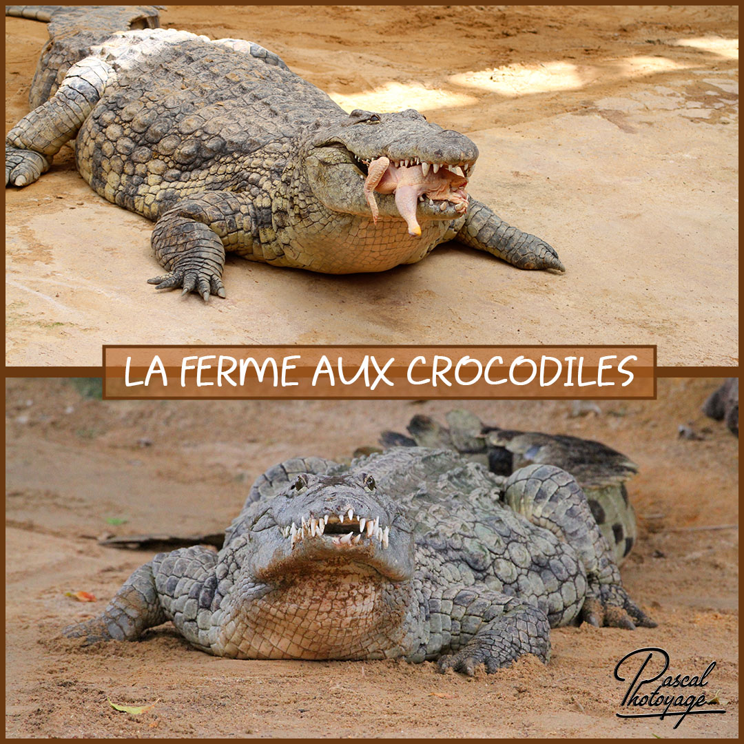 27558143_la_ferme_aux_crocodiles_01_-_layout_52_1080x1080.jpg 27558143_la_ferme_aux_crocodiles_01_-_layout_52_1080x1080.jpg