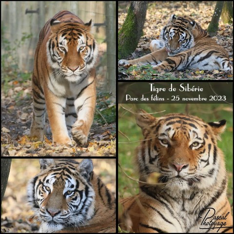 27998647_tigre_de_siberie_-_parc_des_felins_-_layout_11.jpg