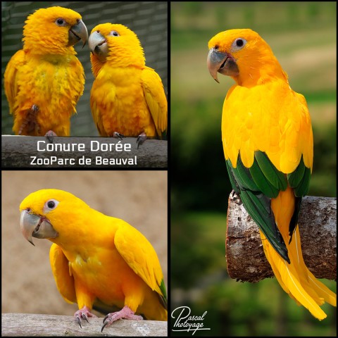 28151214_conure_doree_01_-_zooparc_de_beauval_-_layout_69.jpg
