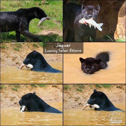 28173759_jaguar_01_-_lumigny_safari_reserve_-_layout_71.jpg