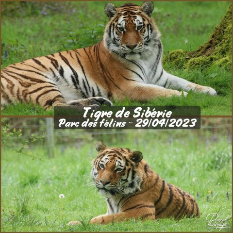 28691934_parc_des_felins_-_tigre_de_siberie_01_-_layout_52.jpg