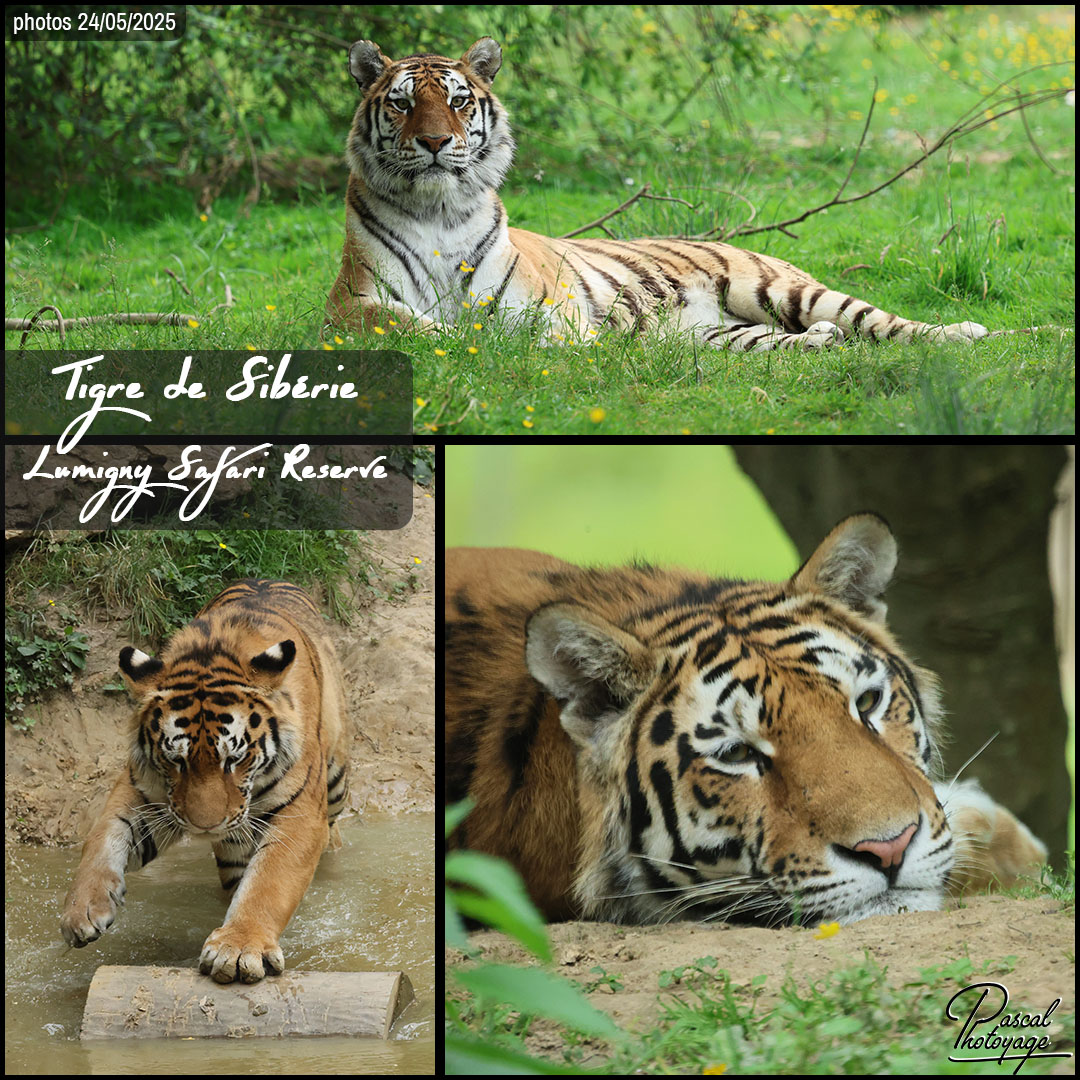 29076662_tigre_de_siberie_01_-_lumigny_safari_reserve_-_layout_03_1080x1080.jpg