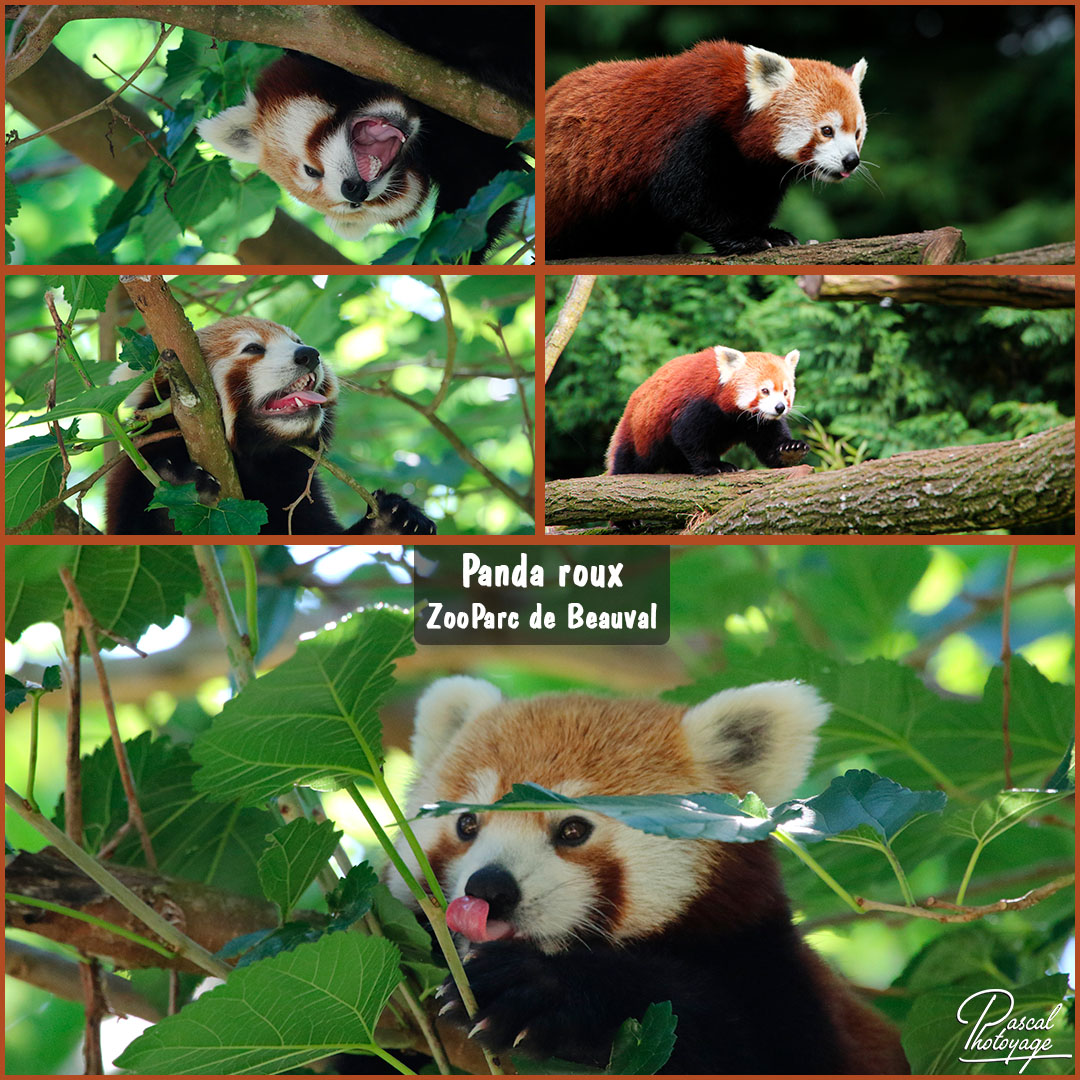 29169798_beauval_-_panda_roux_01_-_layout_55_1080x1080.jpg 29169798_beauval_-_panda_roux_01_-_layout_55_1080x1080.jpg