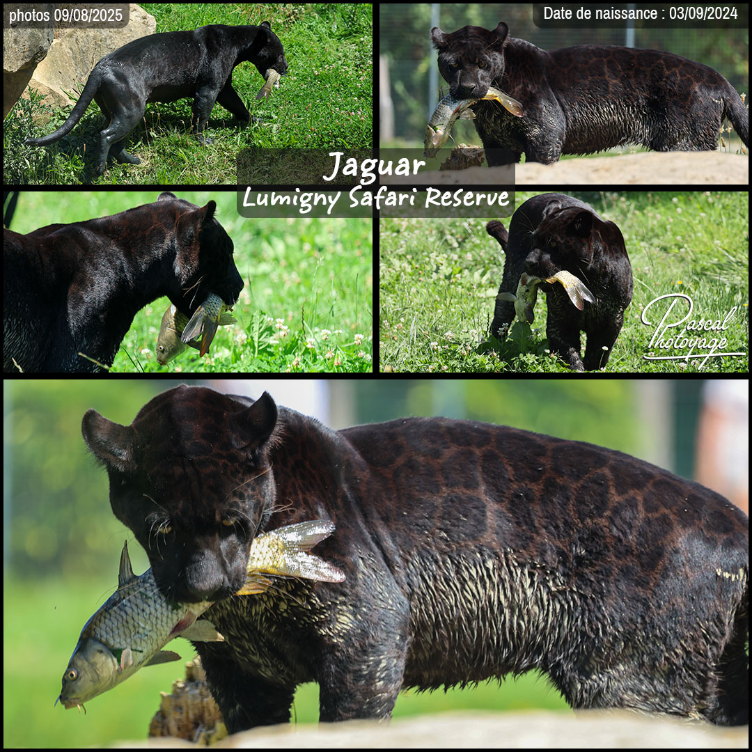29176293_jaguar_noir_02_-_lumigny_safari_reserve_-_layout_55_1080x1080.jpg