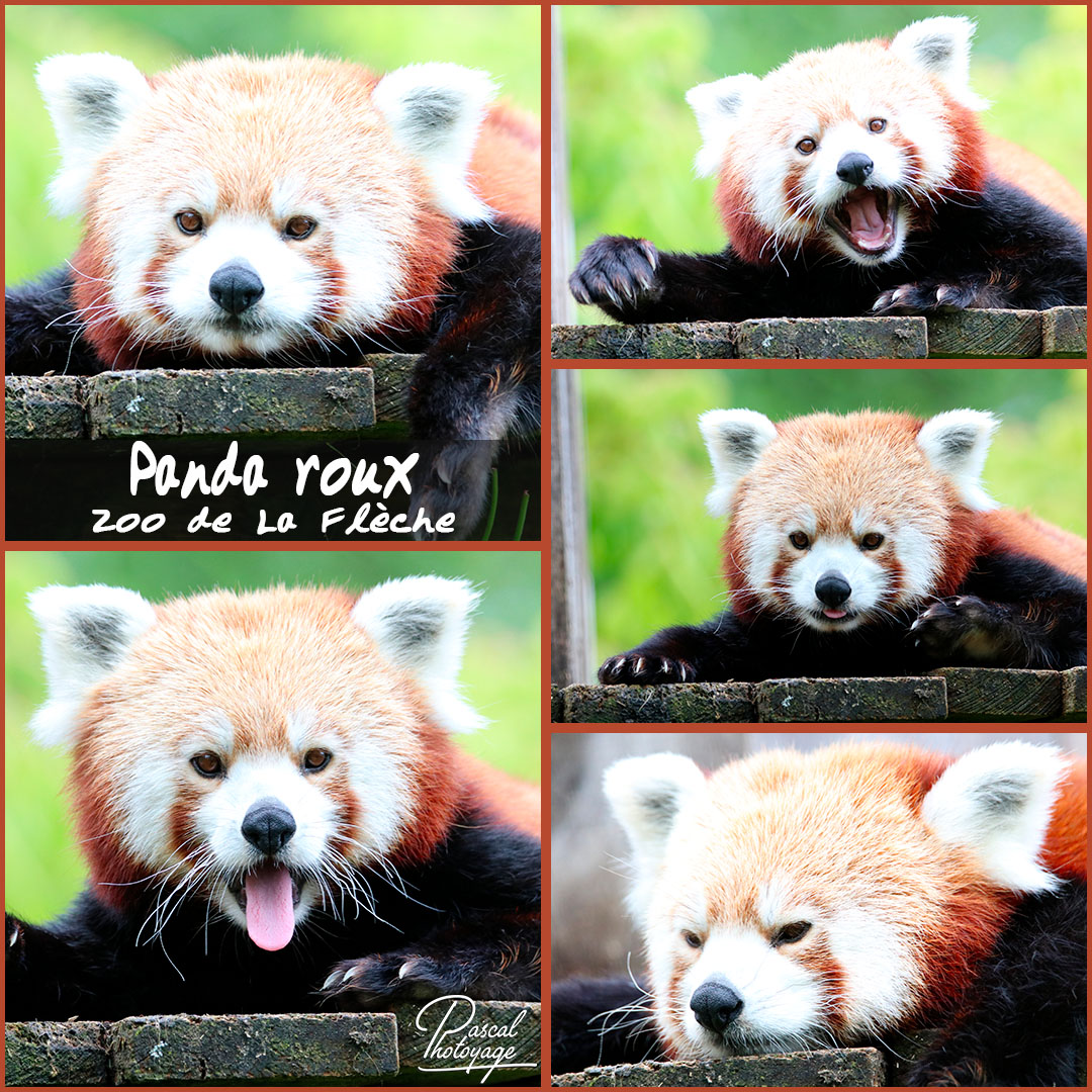 29194360_la_fleche_-_panda_roux_01_-_layout_18_1080x1080.jpg 29194360_la_fleche_-_panda_roux_01_-_layout_18_1080x1080.jpg