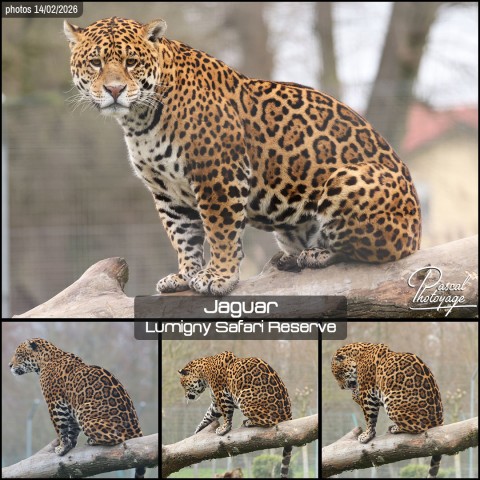 29273351_jaguar_01_-_lumigny_safari_reserve_-_layout_77.jpg