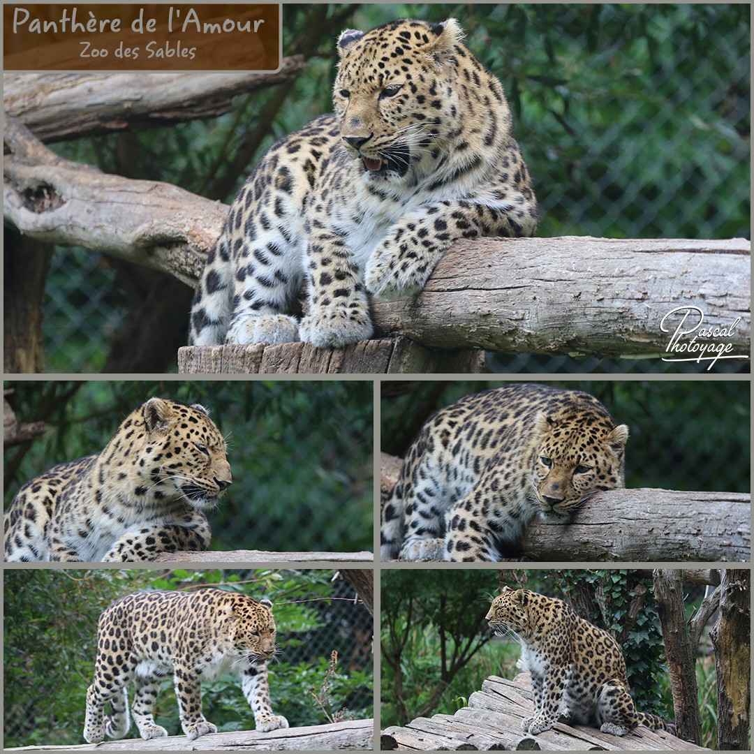 29328003_zoo_des_sables_-_panthere_de_l_amour_01_-_layout_56_1080x1080.jpg