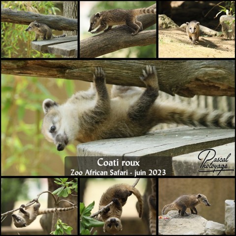 29456554_zoo_african_safari_-_coati_roux_01_-_layout_32.jpg