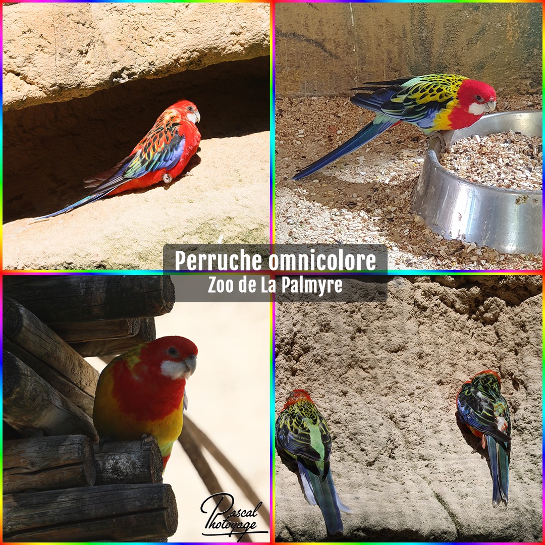 29671211_la_palmyre_-_perruche_omnicolore_01_-_layout_57_1080x1080.jpg
