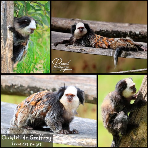 29734133_ouistiti_de_geffroy_01_-_terre_des_singes_-_layout_09.jpg