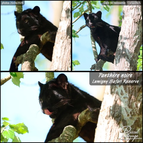 30005801_panthere_noire_01_-_lumigny_safari_reserve_-_layout_59.jpg