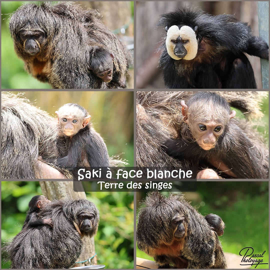 30055654_saki_a_face_blanche_01_-_terre_des_singes_-_layout_71_1080x1080.jpg