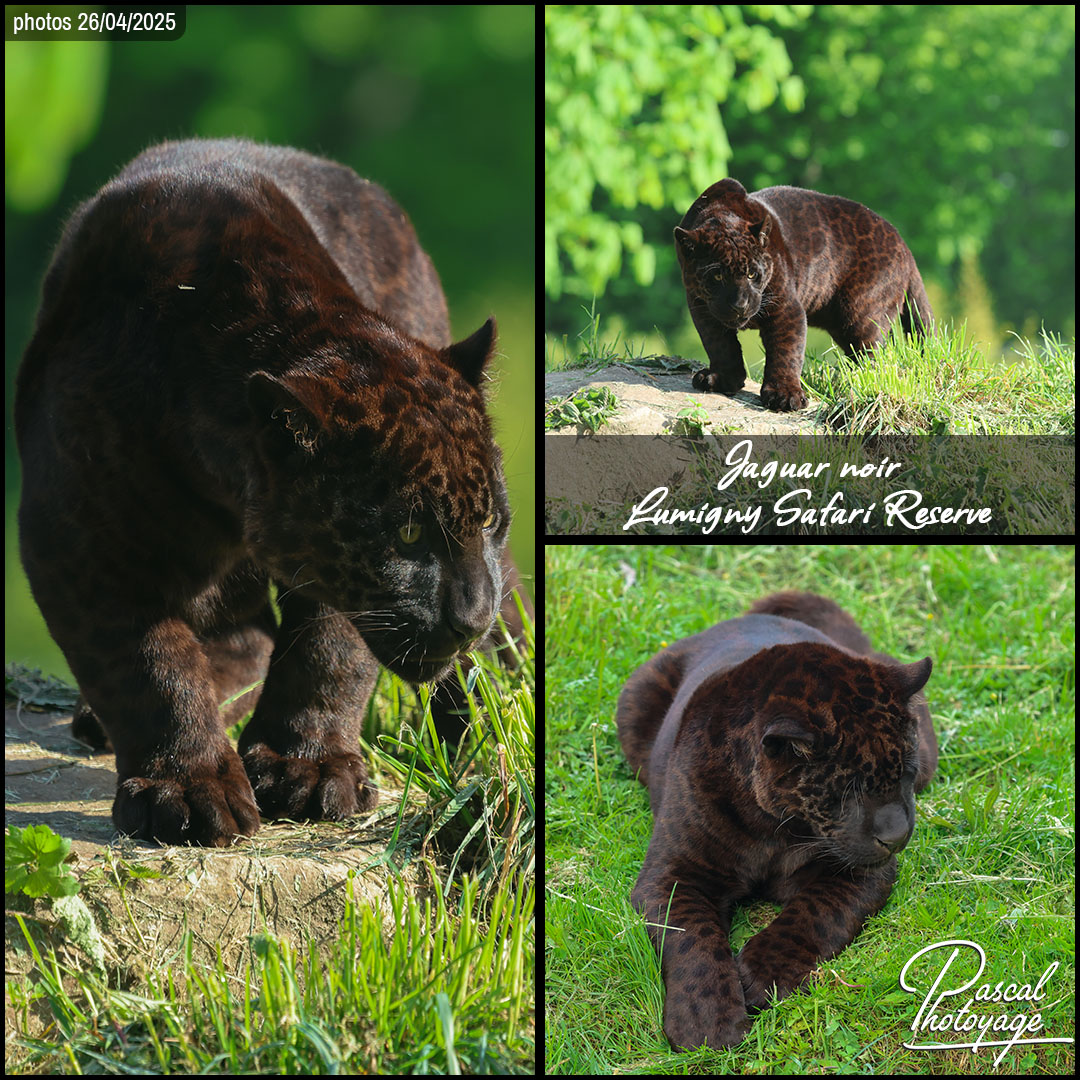 30100276_jaguar_noir_01_-_lumigny_safari_reserve_-_layout_68_1080x1080.jpg